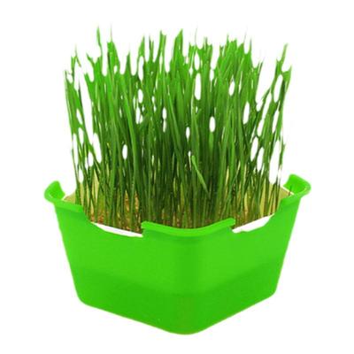 栽培薄荷小麦草种子芽苗菜