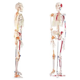 ENOVO颐诺人体170CM骨骼附肌肉标识韧带骨架标本骨骼模型医学用 深层肌肉起止点骨骼架教学教具骨科肌肉模型