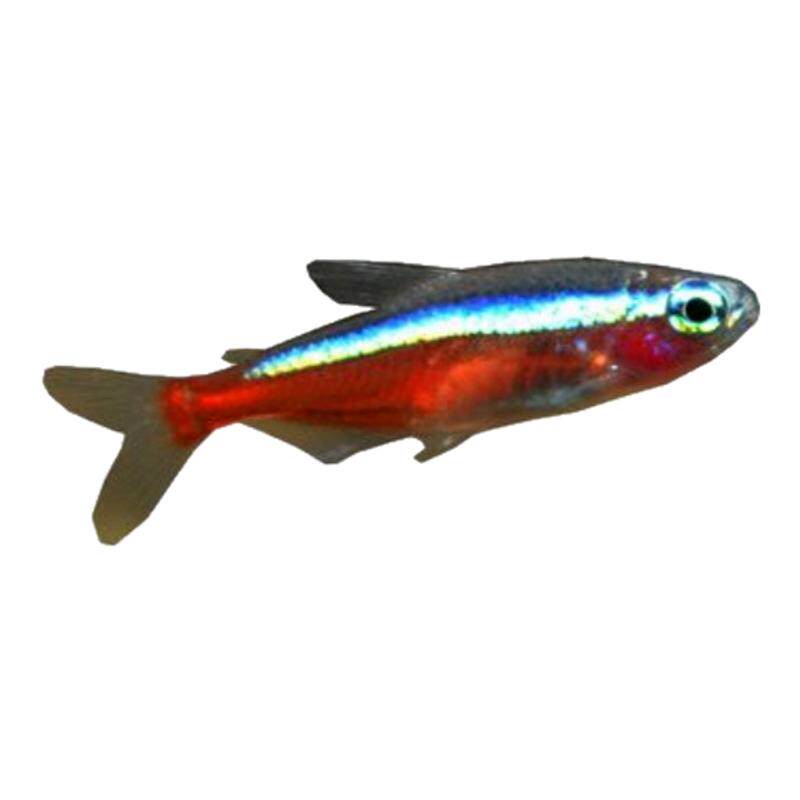 活体热带鱼活体热带鱼草缸宝莲灯