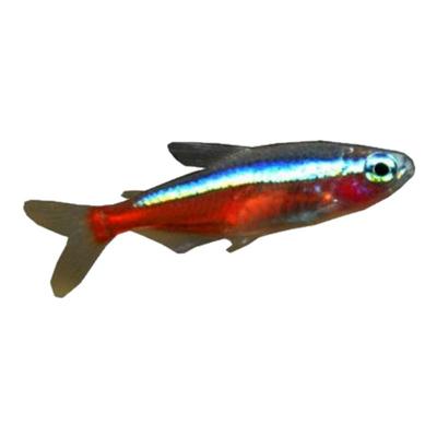 活体热带鱼活体热带鱼草缸宝莲灯