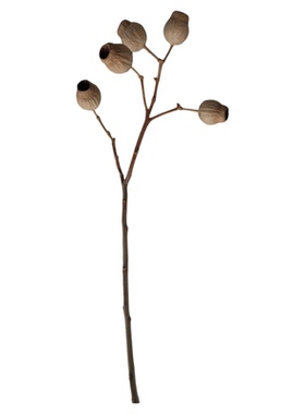 侘寂风禅意豌豆果实干花