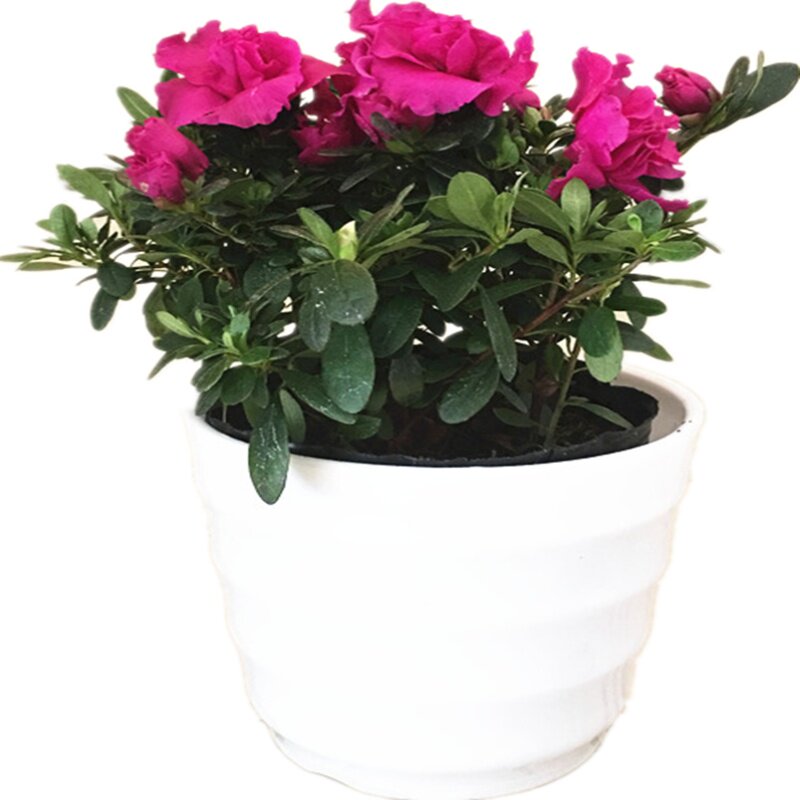 带花发货杜鹃花苗紫鹃绿植花卉