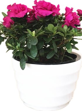 带花发货杜鹃花苗紫鹃绿植花卉