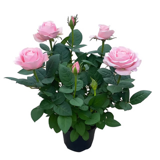 玫瑰花苗浓香特大花带花苞花卉绿植物室内外庭院阳台盆栽蔷薇月季