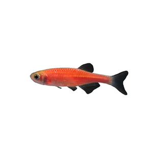 蓝斑马鱼活体小型热带观赏鱼淡水小鱼苗红绿灯鱼群游鱼孔雀鱼活鱼