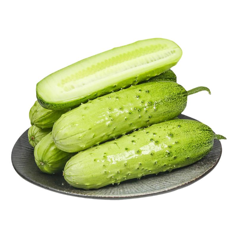 批發(fā)新鮮黃瓜山東特產(chǎn)旱黃瓜農(nóng)家自種當(dāng)季蔬菜青瓜生吃包郵