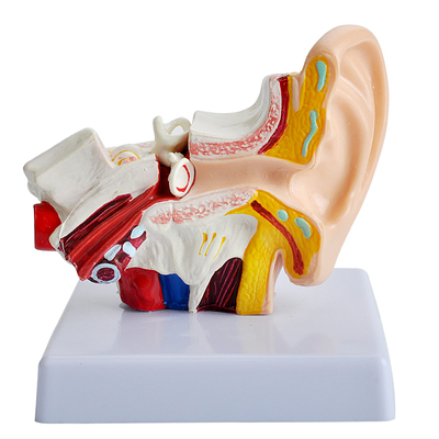模型耳鼻喉科采耳教学工具