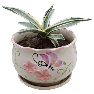 新鲜黄金边兰草苗种子木龙舌莲龙蛇兰叶子虎皮兰叶片中草药材种植