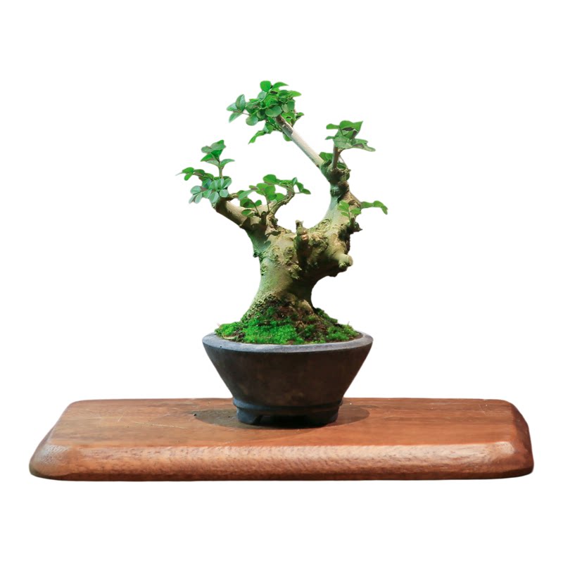 对节白蜡盆景造型绿植