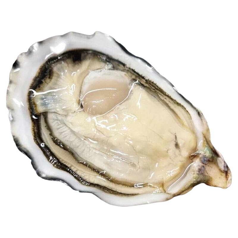 包活鲜活乳山生蚝新鲜山东牡蛎超大特大肉海蛎子10斤海鲜水产刺身