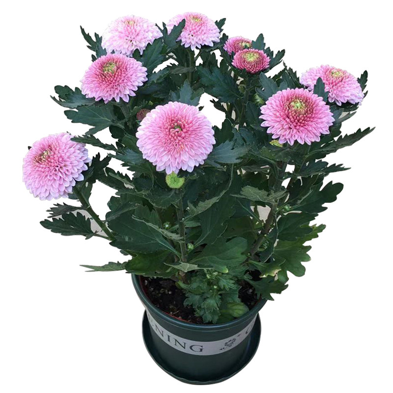 绿植带花苞重瓣阳台好养乒乓菊