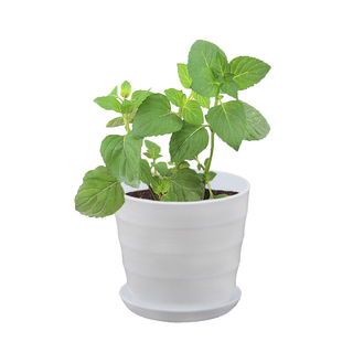 藿香鼠尾草苗牛至马郁兰甜叶菊香妃草苗盆栽食用香草种苗孑种子籽