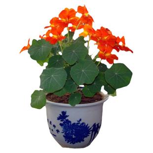 垂吊旱荷花种子多色旱金莲春季秋季花草四季易种室内盆栽花卉花籽