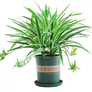 金边吊兰盆栽花卉植物四季好养活绿植室内盆栽客厅阳台吊篮好养