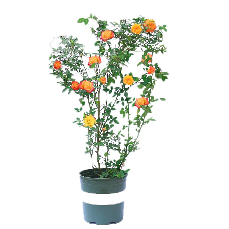 四季开蔷薇花苗多花月季花苗特大花大苗浓香型爬藤攀援植物欧月