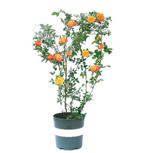 四季开蔷薇花苗多花月季花苗特大花大苗浓香型爬藤攀援植物欧月