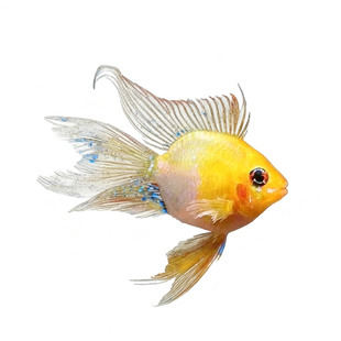 金波子鱼小型鱼热带观赏鱼南美短鲷入门荷兰凤凰蓝波金波子鱼活体