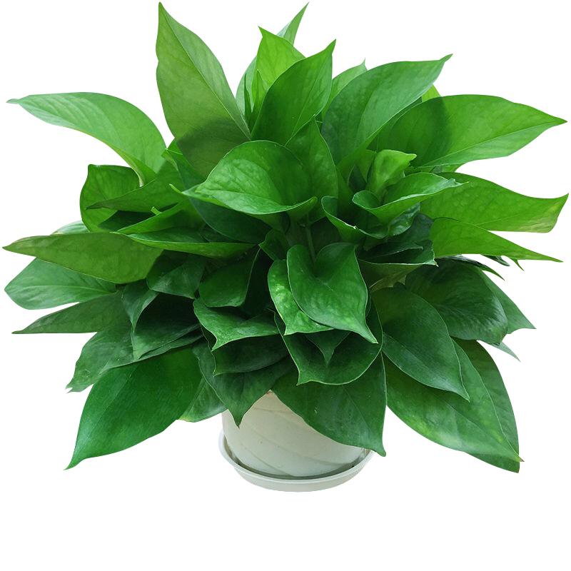 绿萝植物室内四季常青陶瓷好养活