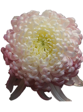 包对版菊花秋菊阳台室外地栽花卉