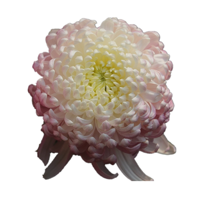 包对版菊花秋菊阳台室外地栽花卉