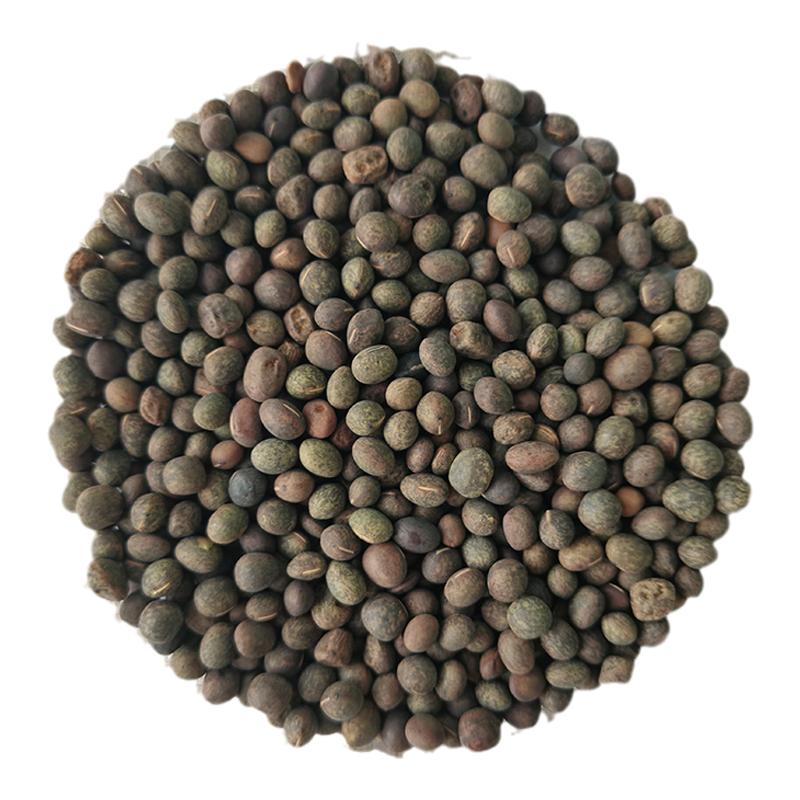 箭舌豌豆种子果园生草栽培抑制杂草秋季种植肥饲兼用优质混播饲草