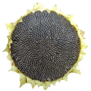 美国超级矮大头 油葵向日葵种子油太祖向日葵矮杆大盘葵花籽榨油