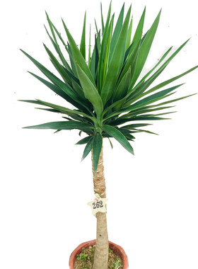 绿植荷兰铁一物一拍观叶龙血树