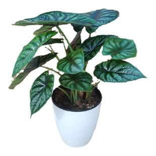 白犀牛海芋神盾龙鳞海芋盆栽植物观叶精品室内净化空气防辐射美观