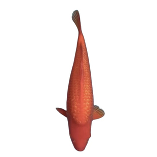 纯种火鲤闪鳞随机冷水大红色观赏鱼火麒麟好养火凤凰锦鲤鱼