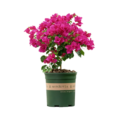 三角梅盆栽带花苞老桩