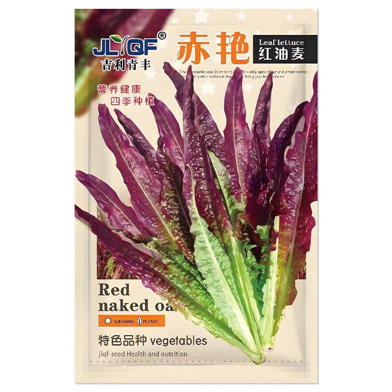 赤艳红油麦菜种子蔬菜种子