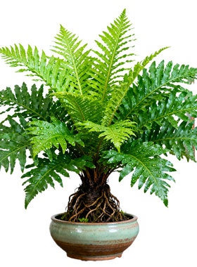 富贵蕨盆栽四季常青蕨类植物室内净化空气耐阴盆景绿植霸王蕨肾蕨