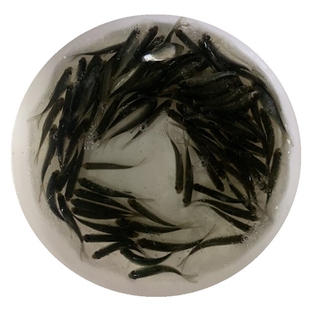 鲮鱼苗土鲮麦鲮鱼大活体鱼饲料鱼小鱼喂乌龟鲜活特价观赏养殖淡水