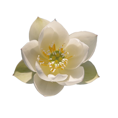 周劲松家小微型盆栽碗莲荷花种藕