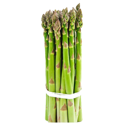 芦笋根苗种籽盆栽种植