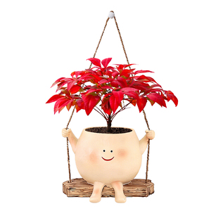 火焰南天竹老桩精品植物花卉盆景笑脸秋千绿植盆栽精品桌面好养活