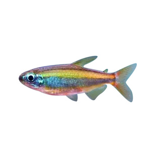 黄金二线刚果黄尾扯旗热带亚瑟灯火焰范特西小型群游鱼灯科活体