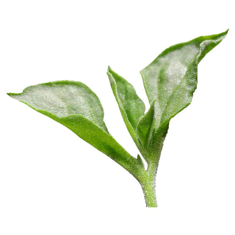 方震水晶冰菜种籽阳台蔬菜