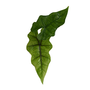 杰克琳杰奎琳诺比海芋AlocasiaJacklyn杰克林观叶植迷者