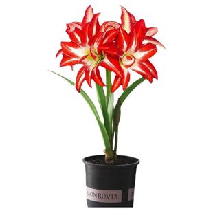 开花盆栽重瓣朱顶红盆栽种球包成活好养室内当年开花卉植物大球花