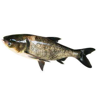 花鲢鱼苗淡水好养殖半斤鲢鳙鱼苗胖头鱼鳊鱼四大家鱼雄鱼大头鱼苗