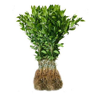 皇帝柑树苗广东德庆贡柑嫁接果树苗正宗柑桔苗贡桔南方大橘子苗