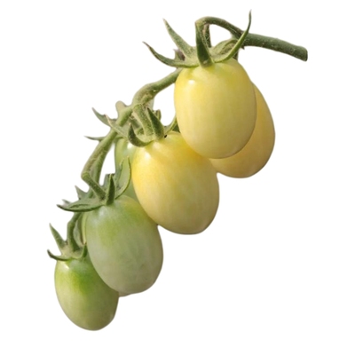 夏季白妃圣女果番茄种子