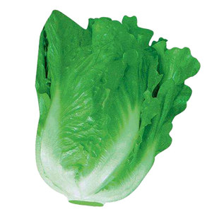 意大利生菜种子种籽大全四季冬季蔬菜孔雀菜孑籽种菜籽奶油苗带土