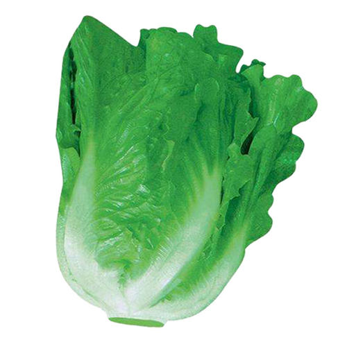 意大利生菜种子种籽大全四季冬季蔬菜孔雀菜孑籽种菜籽奶油苗带土