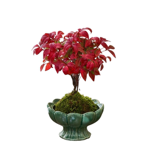 火焰南天竹盆栽室内桌面办公室绿植红叶植物冬季耐寒好养年宵花卉