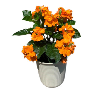 矮蒲苇 细叶芒盆栽花园花镜另类植物紫叶狼尾草2加仑 高1米美观