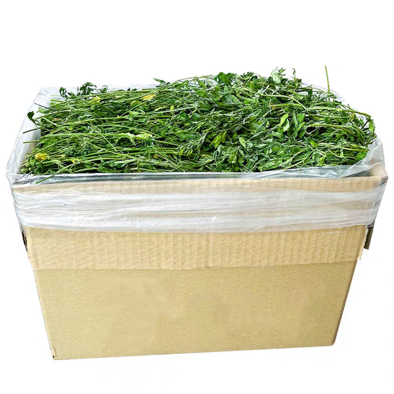 21年头茬紫花新鲜紫花苜蓿草