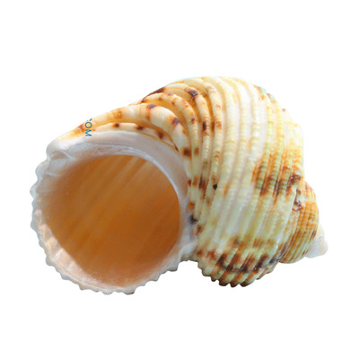 银口蝾螺天然绿贝壳用水族海螺