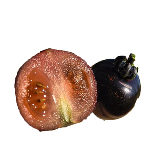 黑骑士樱桃黑番茄种子四季黑西红柿种苗种籽西黑柿春季蔬菜种孑